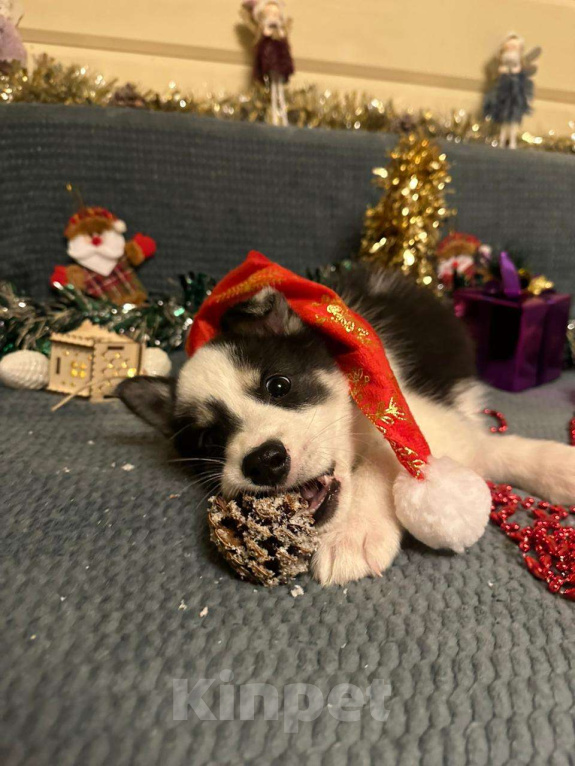 Собаки в Лосином-Петровском: Дейв якутенок лайка Мальчик, Бесплатно - фото 1