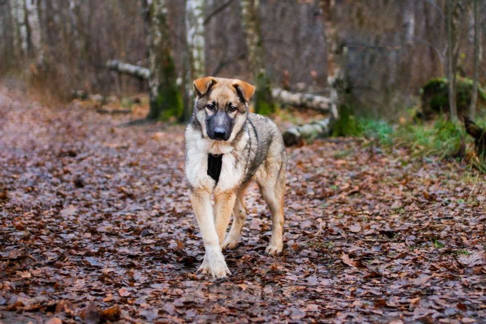 Собаки в Москве: Пенни Девочка, Бесплатно - фото 4