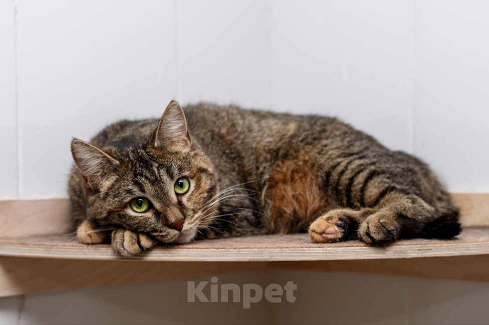 Кошки в Москве: Кошка Фрея ищет дом Девочка, Бесплатно - фото 1