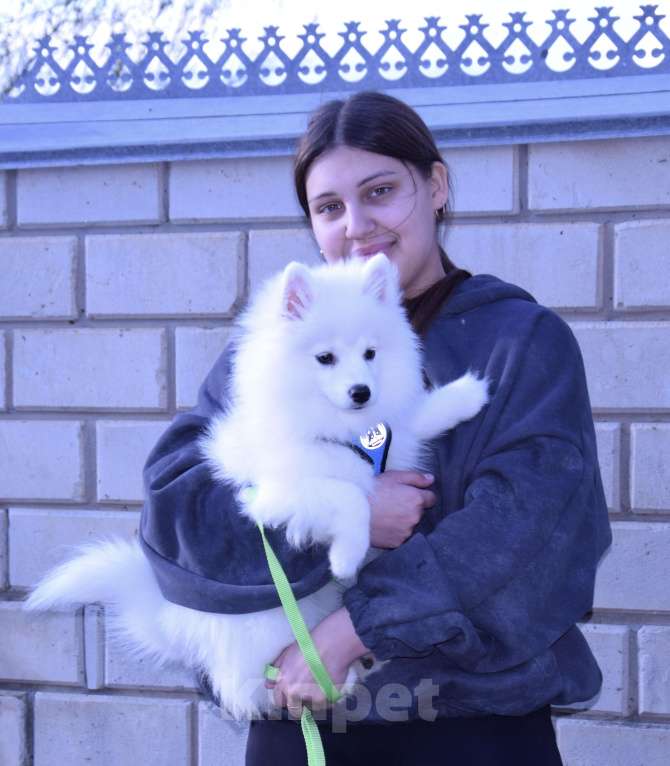 Собаки в Краснодаре: Белая Помски Девочка, 20 000 руб. - фото 7