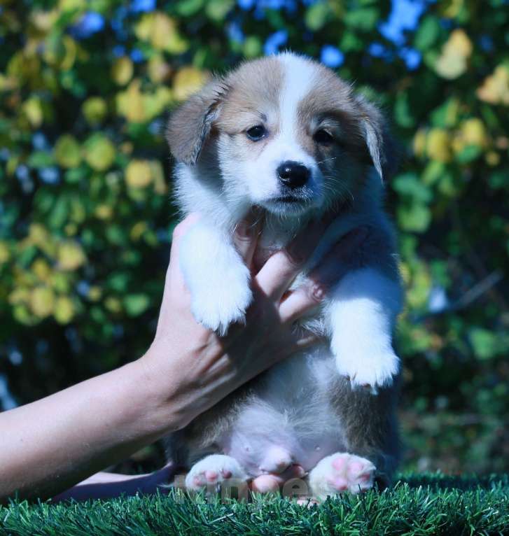 Собаки в Москве: вельш корги пемброк щенки Мальчик, 90 000 руб. - фото 3