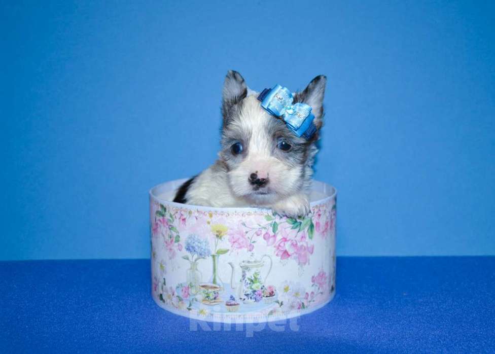 Собаки в Москве: Щенок-девочка цветного йорка окрас блюберри  Девочка, 60 000 руб. - фото 1