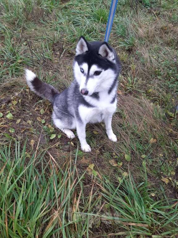 Собаки в Москве: срочно собака в отлове выпуск на улицу! Девочка, Бесплатно - фото 1