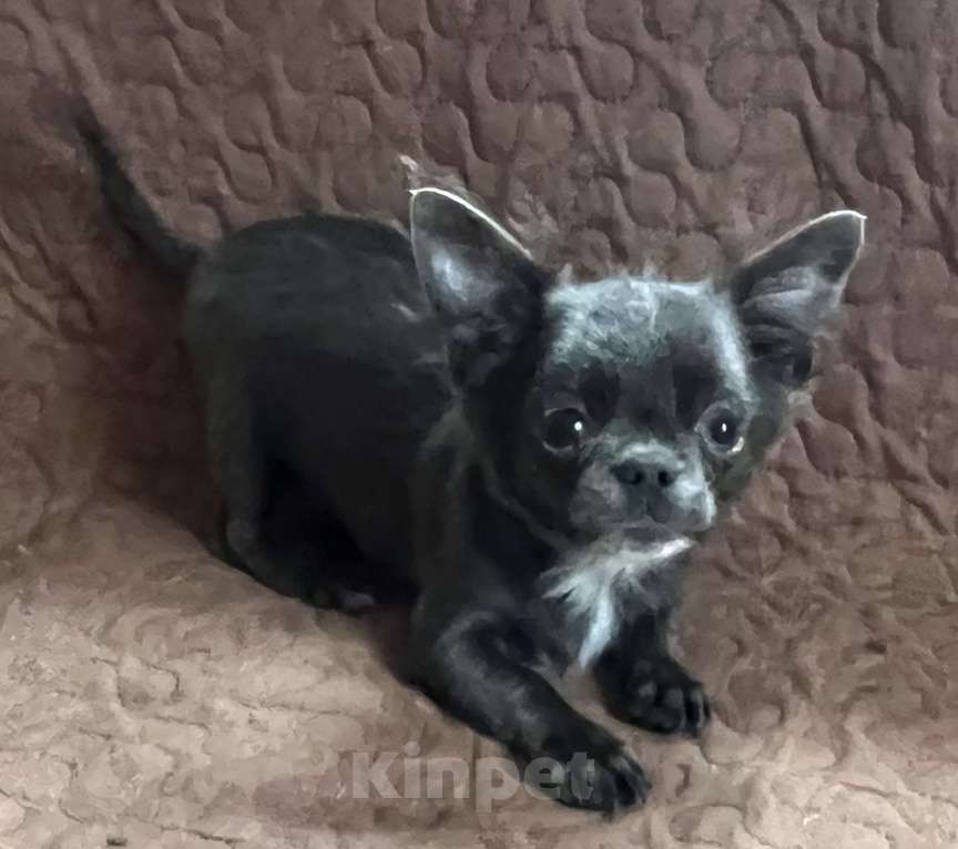 Собаки в Санкт-Петербурге: Щенок чихуахуа Мальчик, 45 000 руб. - фото 2