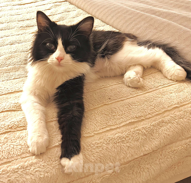 Кошки в Казани: Кошечка Ника. 1 год Девочка, Бесплатно - фото 5