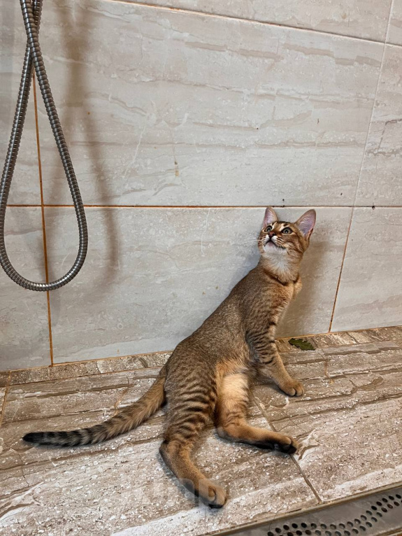 Кошки в Люберцах: Котята чаузи ф1b Девочка, 150 000 руб. - фото 6