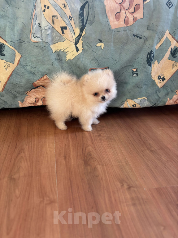 Собаки в Москве: Мини мальчик померанского шпица , Энди  Мальчик, 55 000 руб. - фото 3