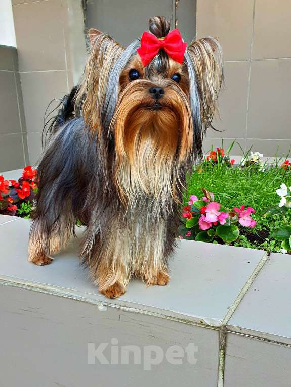 Собаки в Москве: МАЛЬЧИК МЕЛКИЙ СТАНДАРТ РКФ Мальчик, 40 руб. - фото 3