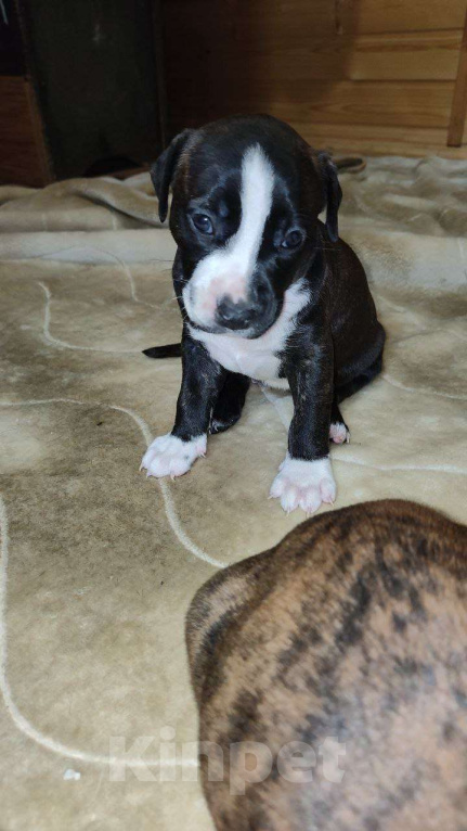 Собаки в Перми: Американский питбультерьер, щенки Девочка, 8 000 руб. - фото 6