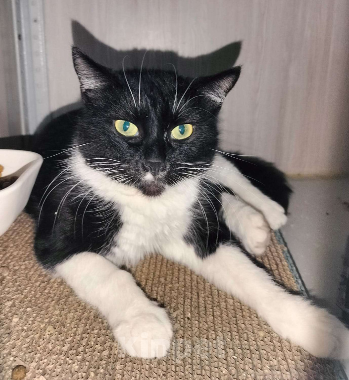 Кошки в Москве: Мася Девочка, Бесплатно - фото 8