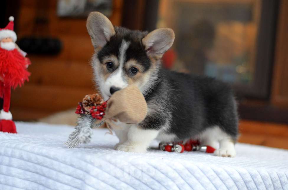 Собаки в Хотьково: Щенки вельш корги пемброк Мальчик, Бесплатно - фото 3
