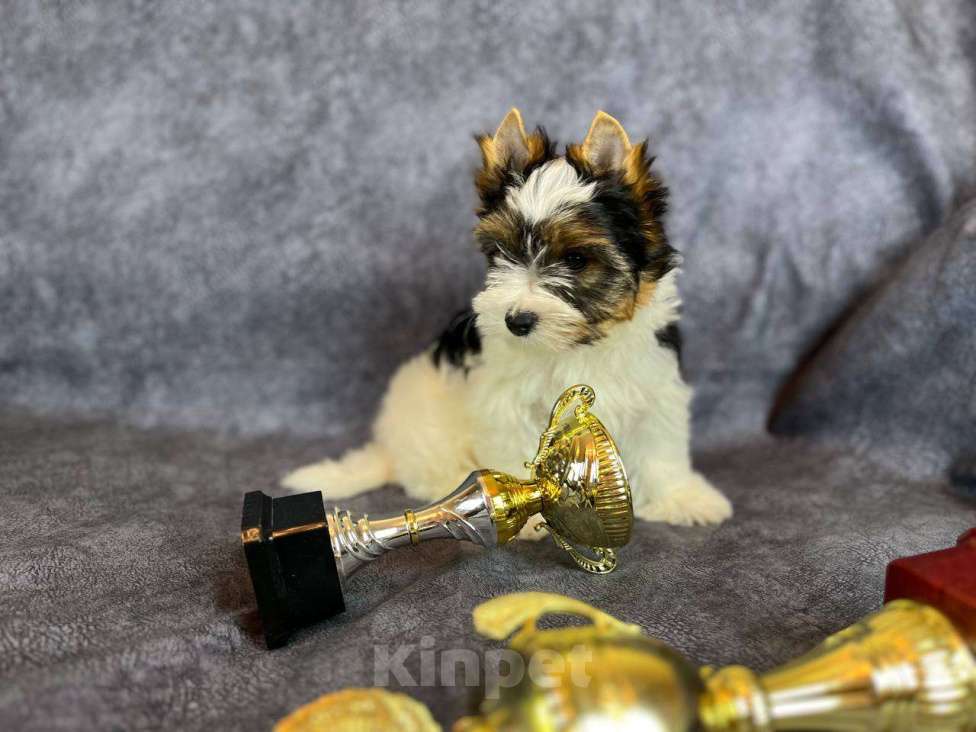 Собаки в Вологде: Игривый щенок бивер терьера Нэо. Предлагается в качестве друга, компаньона, члена семьи.  Мальчик, 50 000 руб. - фото 1