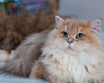 Кошки в Владивостоке: Британский длинношерстный котенок драгоценного окраса Мальчик, 100 000 руб. - фото 2
