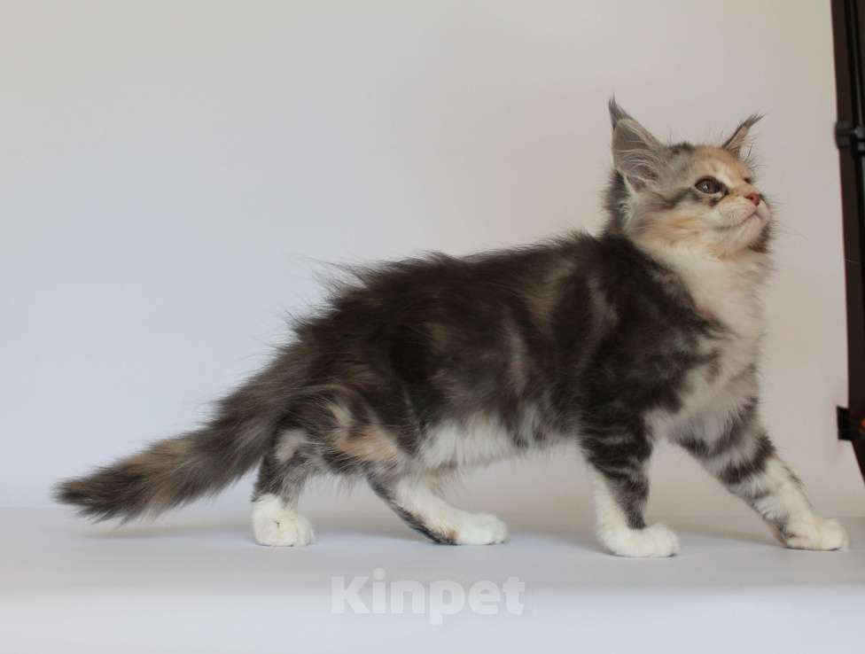 Кошки в Екатеринбурге: Деметра. Девочка. Мейн-кун Девочка, 35 000 руб. - фото 4