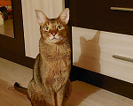 Кошки в Балашихе: Продам котика Мальчик, 10 000 руб. - фото 1