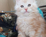 Кошки в Малоархангельске: Мейн куны, 35 000 руб. - фото 2