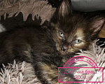 Кошки в Ардоне: Котята сфинкса, 5 000 руб. - фото 2