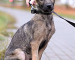 Собаки в Москве: Домашний щеночек в добрые руки Мальчик, Бесплатно - фото 6