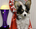Собаки в Липецке: Папийон мальчик триколор Мальчик, 45 000 руб. - фото 6