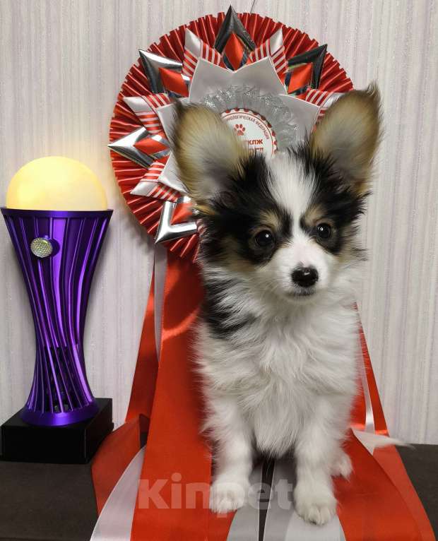 Собаки в Липецке: Папийон мальчик триколор Мальчик, 45 000 руб. - фото 6