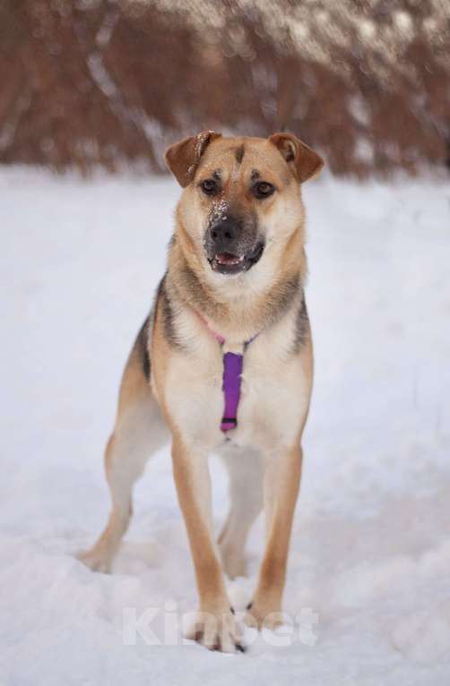 Собаки в Москве: Небольшая весёлая Комета в поисках дома Девочка, Бесплатно - фото 7