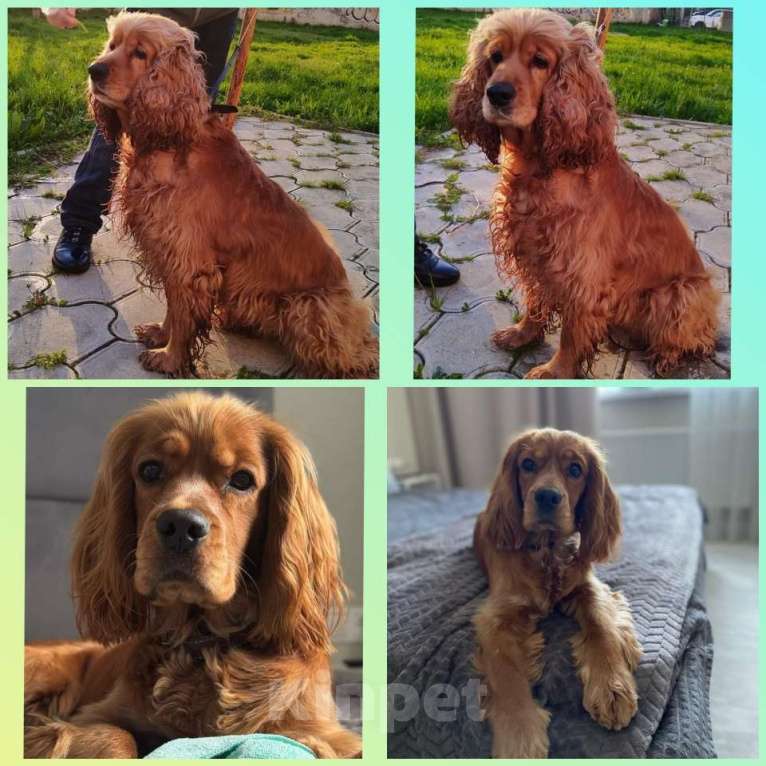 Собаки в Анапе: Английский кокер спаниель Альтаир Мальчик, 35 000 руб. - фото 2