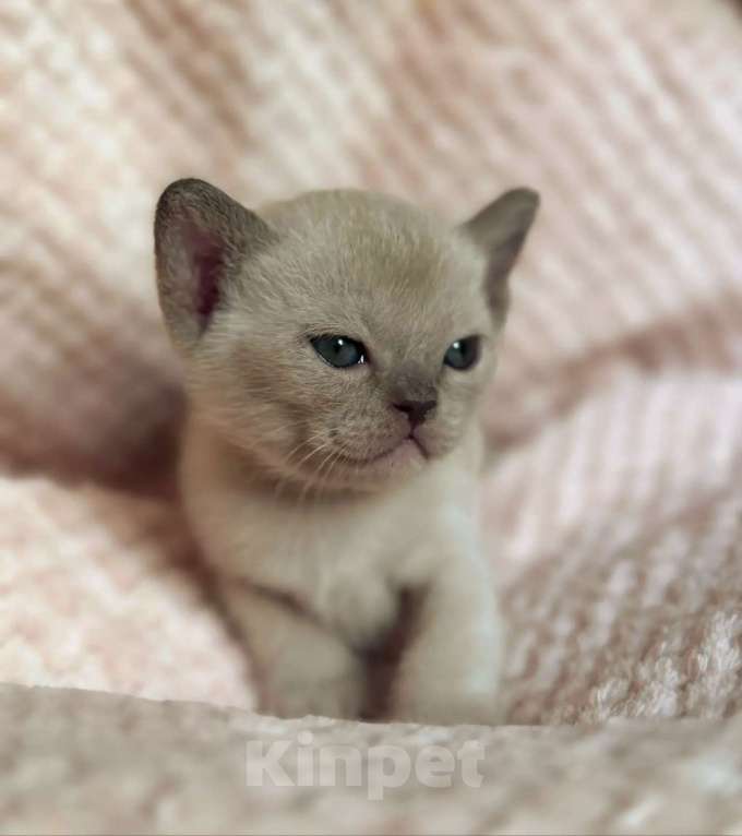 Кошки в Саратове: Шоколадные котята питомника Almira RU Разнополые, 75 000 руб. - фото 5