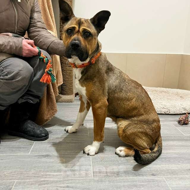 Собаки в других городах Московской области: Бука Девочка, Бесплатно - фото 3