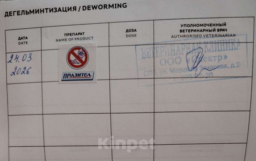 Собаки в Санкт-Петербурге: Чихуахуа Девочка, 25 000 руб. - фото 6