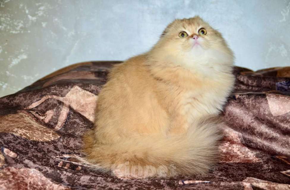 Кошки в Москве: Девочка хайленд фолд Девочка, 35 000 руб. - фото 2