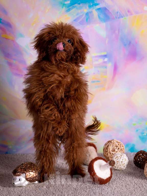 Собаки в Балашихе: Амур микро мальчик той-пудель Тедди тикап Мальчик, 250 000 руб. - фото 2