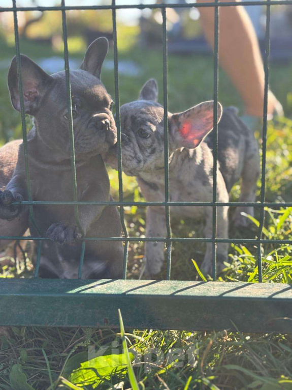 Собаки в Санкт-Петербурге: Продам щенков французского бульдога Девочка, 50 000 руб. - фото 4