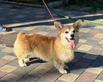 Собаки в Самаре: Вельш-корги пемброк Мальчик, 20 000 руб. - фото 4