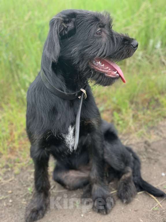 Собаки в Краснодаре: Охотничья помесь ризеншнауцера Девочка, 1 руб. - фото 3