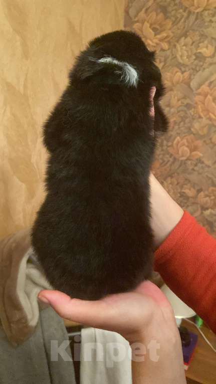 Собаки в Воронеже: Австралийская овчарка щенок мальчик черный триколор Мальчик, 80 000 руб. - фото 3