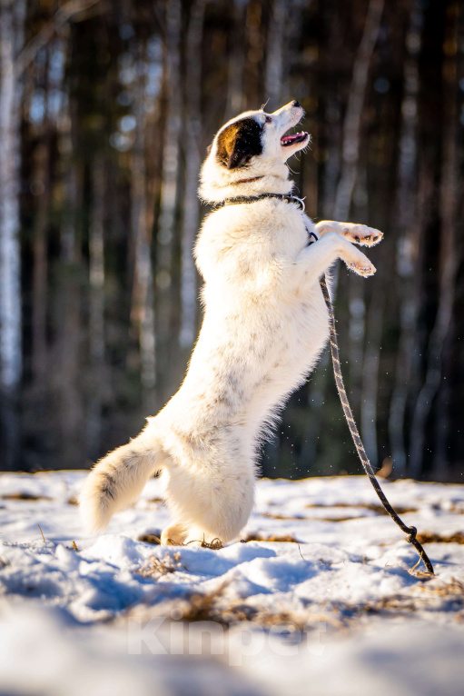 Собаки в Клине: Ласка — озорная попрыгунья Девочка, Бесплатно - фото 9