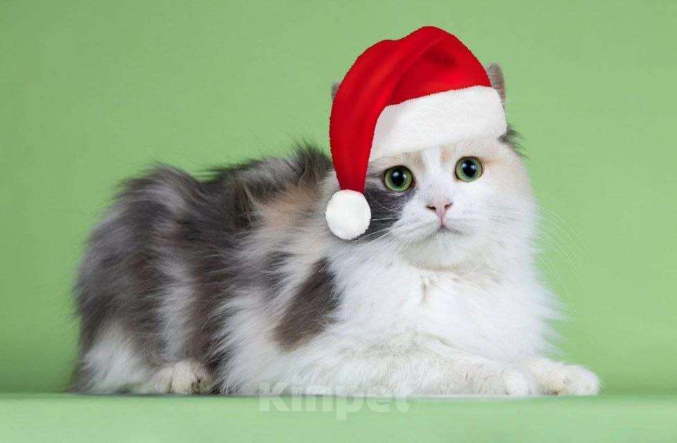 Кошки в Москве: Мадонна ищет семью Девочка, 50 руб. - фото 1