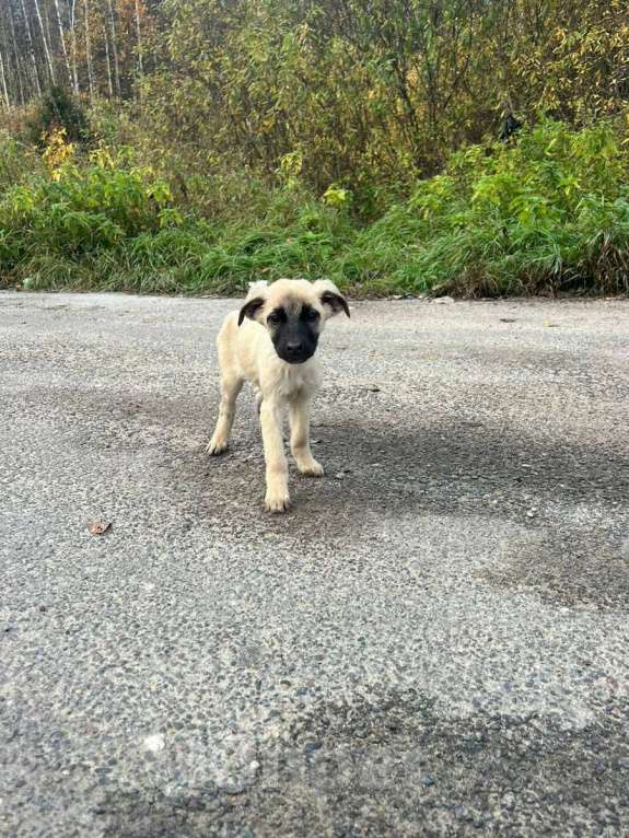 Собаки в Москве: Храбрая сердцем Девочка, Бесплатно - фото 3