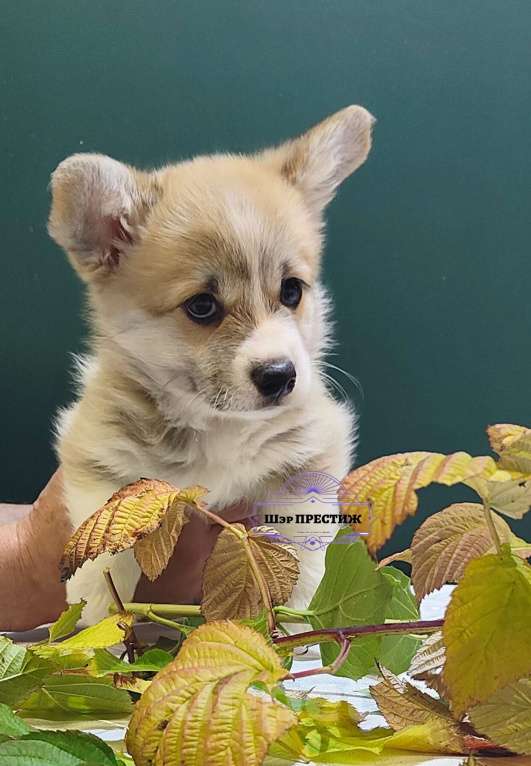 Собаки в Москве: Мальчик вельш корги пемброк  Мальчик, 75 000 руб. - фото 5