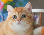 Кошки в Москве: Золотой британский красавец Мальчик, Бесплатно - фото 3