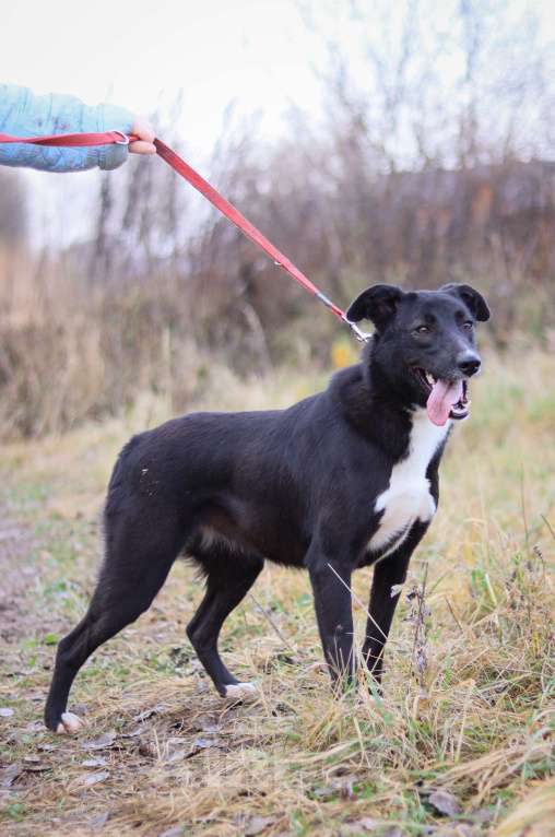 Собаки в Москве:  Джесси нужен дом  Девочка, Бесплатно - фото 2