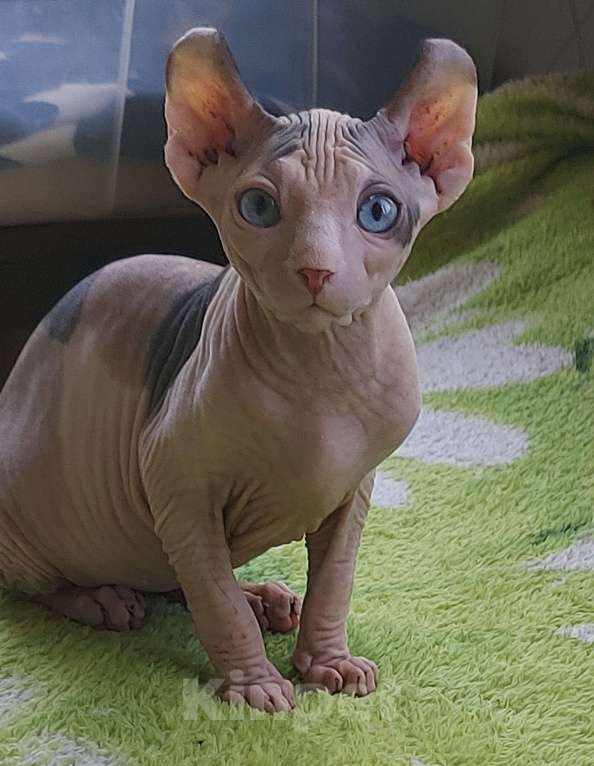 Кошки в Люберцах: Девочка эльф из программы DBE Девочка, Бесплатно - фото 5