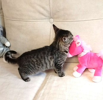 Миниатюрная рысь Томочка