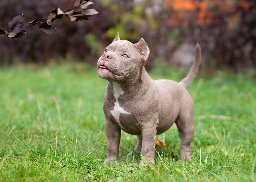 Собаки в Санкт-Петербурге: Американский Булли  Девочка, Бесплатно - фото 3