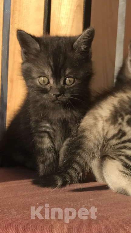 Кошки в Нижнем Новгороде: Котёнок 1,5 месяца  Мальчик, Бесплатно - фото 3