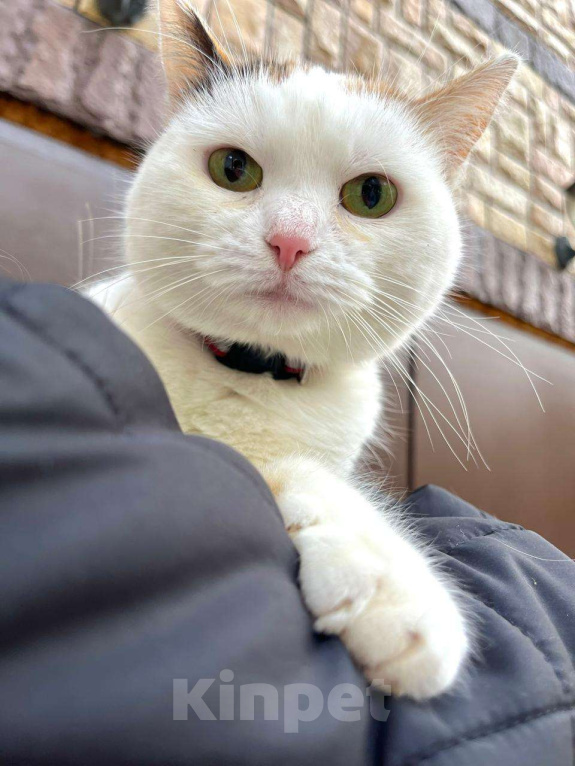 Кошки в Москве: Кошка, которую Девочка, Бесплатно - фото 1