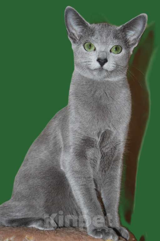 Кошки в Калининграде: Чистокровная Русская голубая девочка с еврородословной Девочка, 70 000 руб. - фото 1