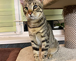 Кошки в Санкт-Петербурге: Кошечка Уля в добрые руки Девочка, Бесплатно - фото 5
