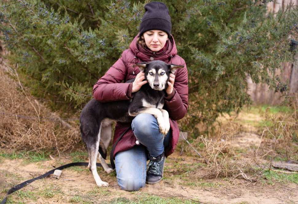 Собаки в Москве: Аляска, 1.5 года Девочка, Бесплатно - фото 9