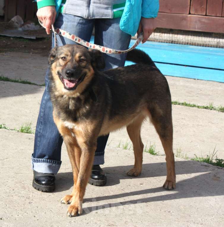 Собаки в Москве: Классный мальчишка Тимка ждет свою семью Мальчик, Бесплатно - фото 2